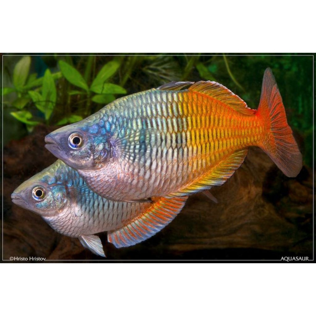 ikan rainbow boesemani jantan 7cm