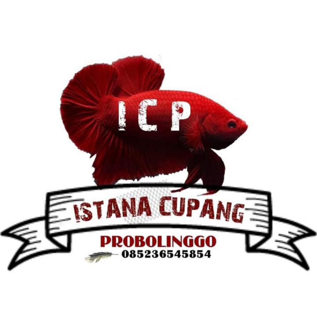 grosir cupang per kantong