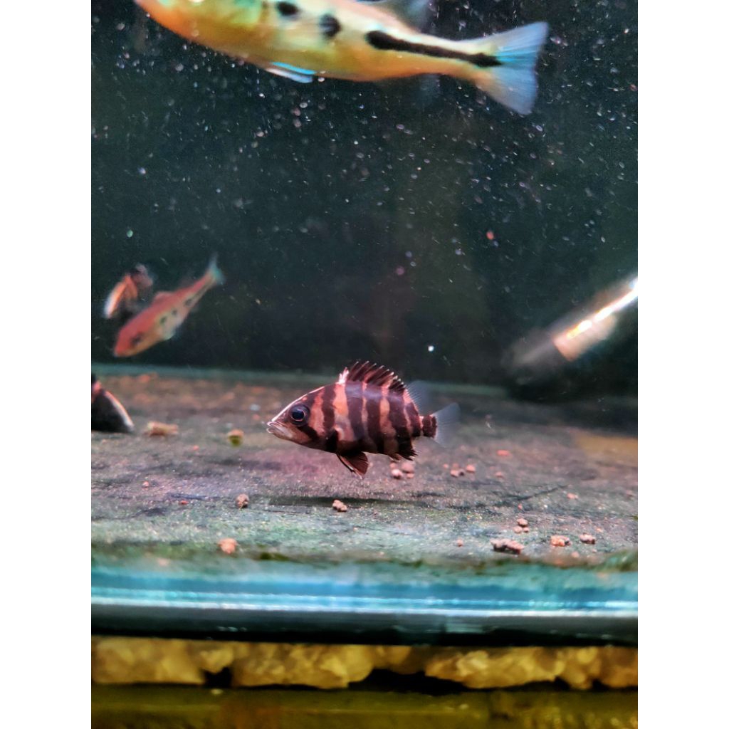 Datz sum 4bar simet 3-4-5cm 5ekor