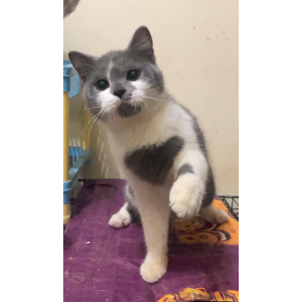 British short hair bicolor