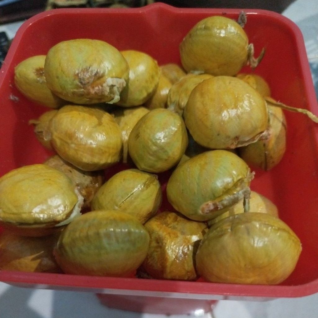 Jengkol Muda dan Tua Segar 1 kg, Kulit Masih Utuh