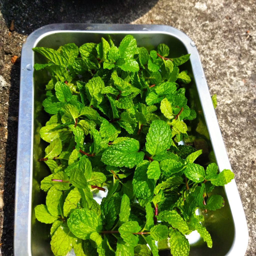 Daun mint fresh organik