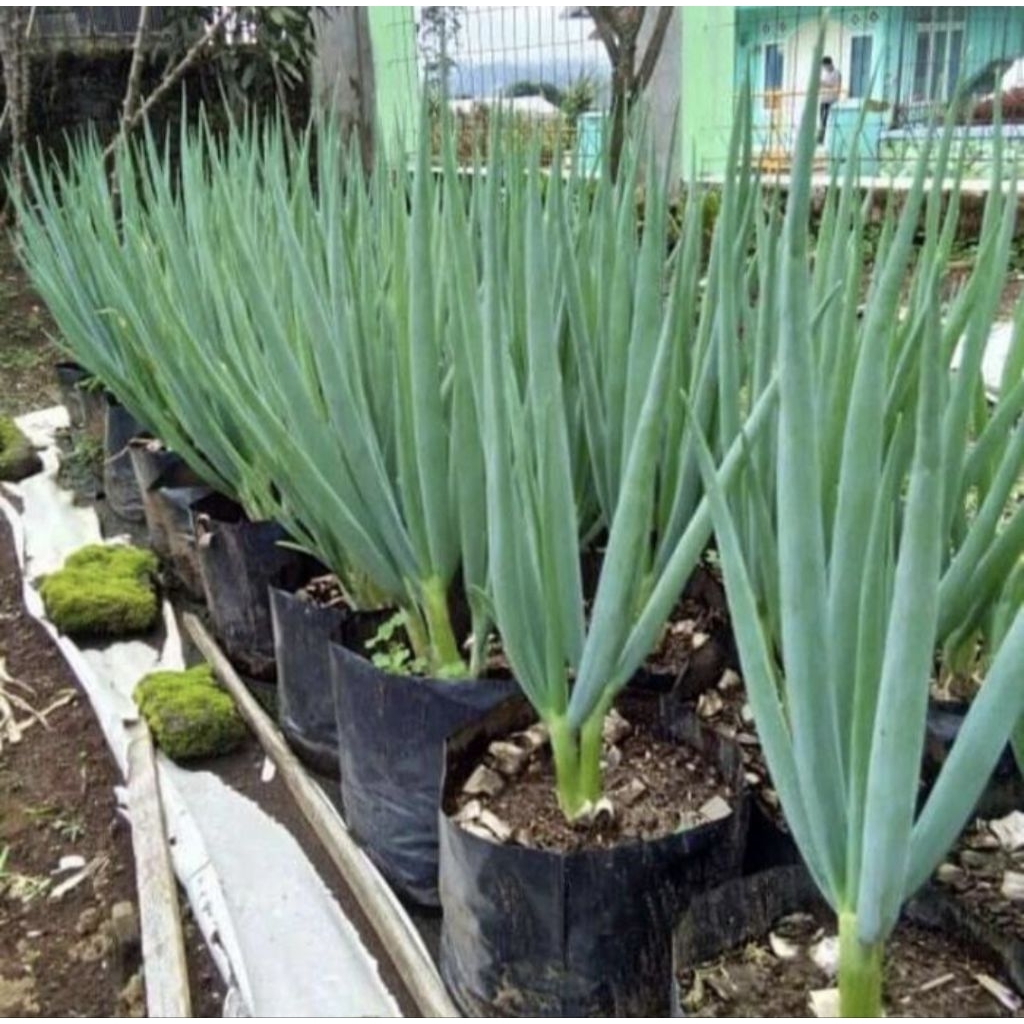 Bibit Daun Bawang Besar Premium / Pohon Daun Bawang Besar Siap Tanam