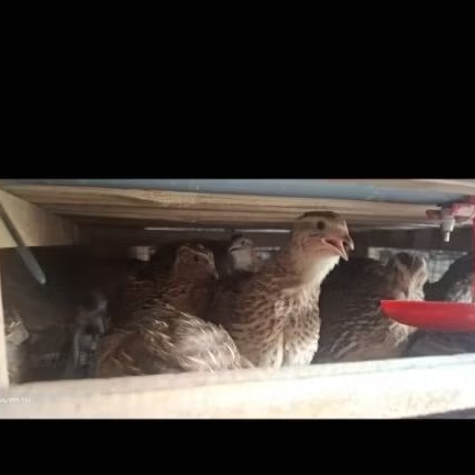 TELUR PUYUH FERTIL GPS COKLAT BLASTER PAKET 30 BUTIR UNTUK DITETASKAN