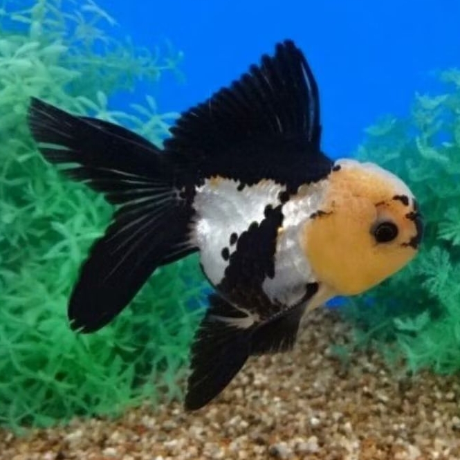 ikan koki oranda panda murah meriah