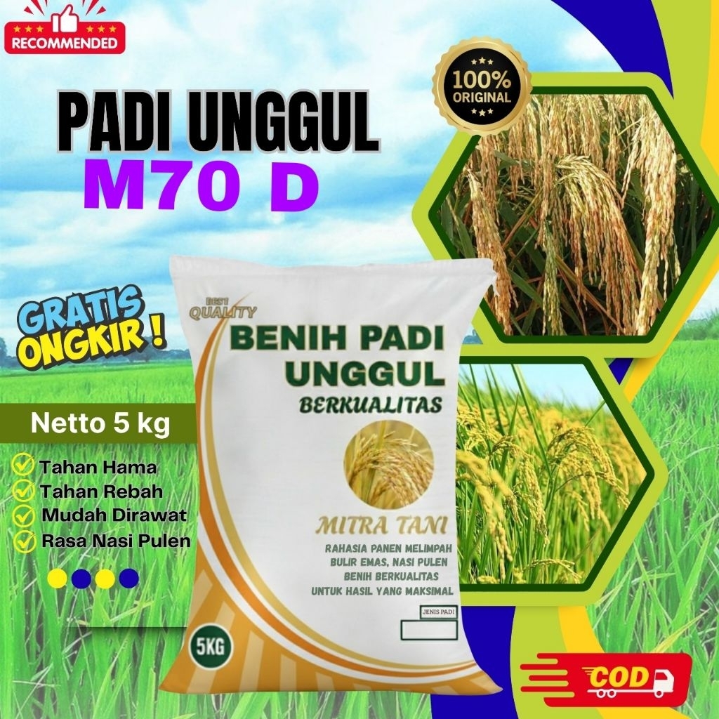bibit padi M70 D kemasan 5kg