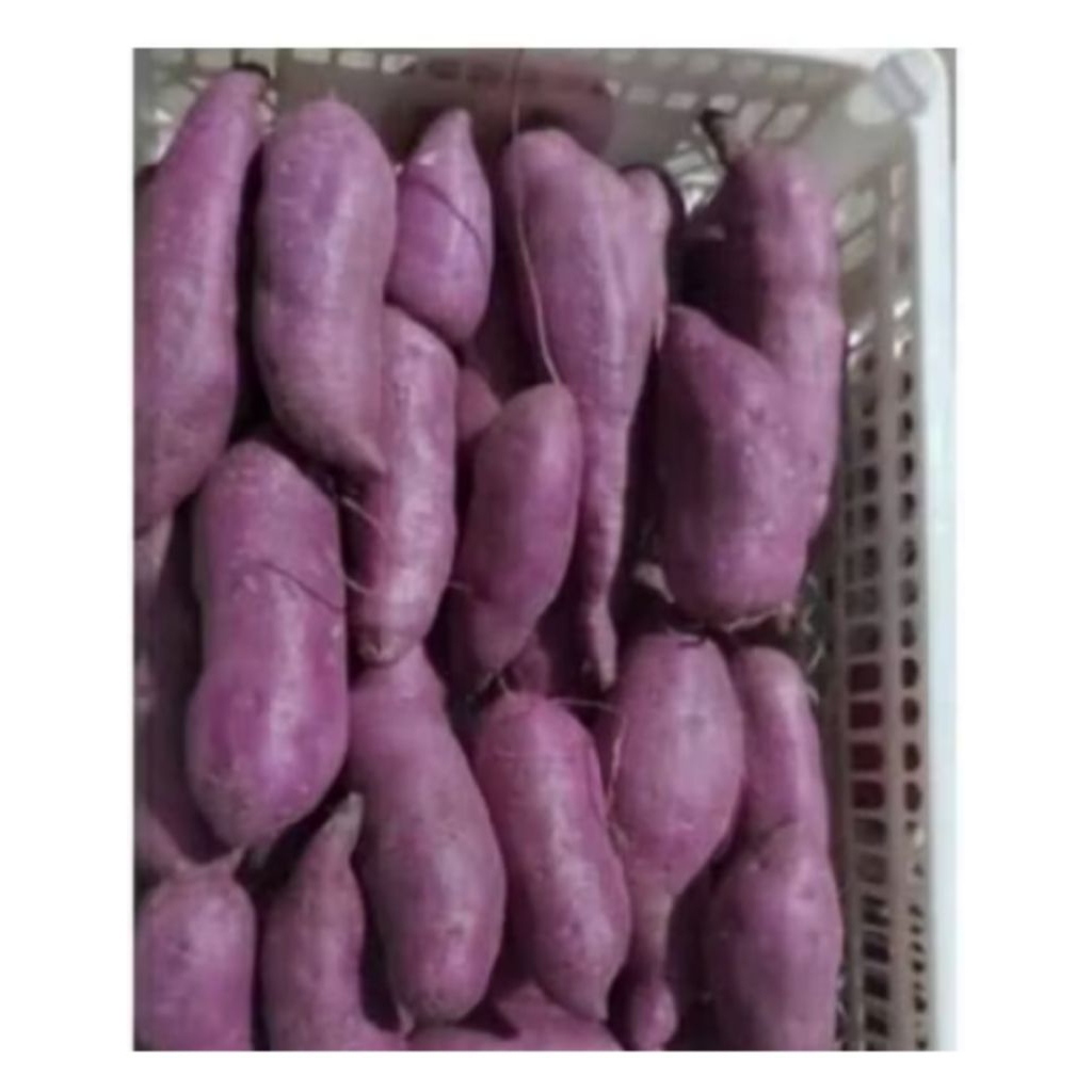 ubi ungu ubi jalar ungu ubi ungu fresh 1kg