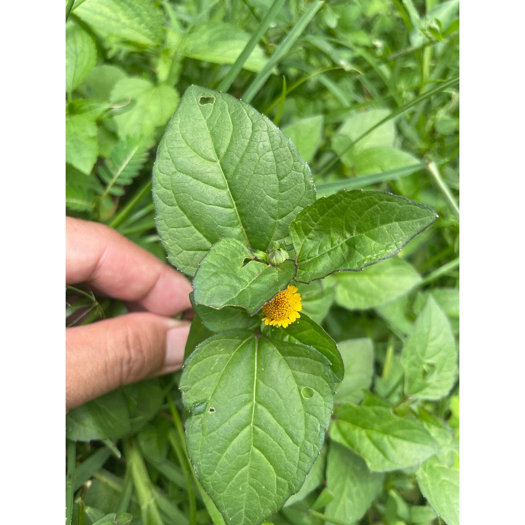 Daun Jotang, Synedrella nodiflora