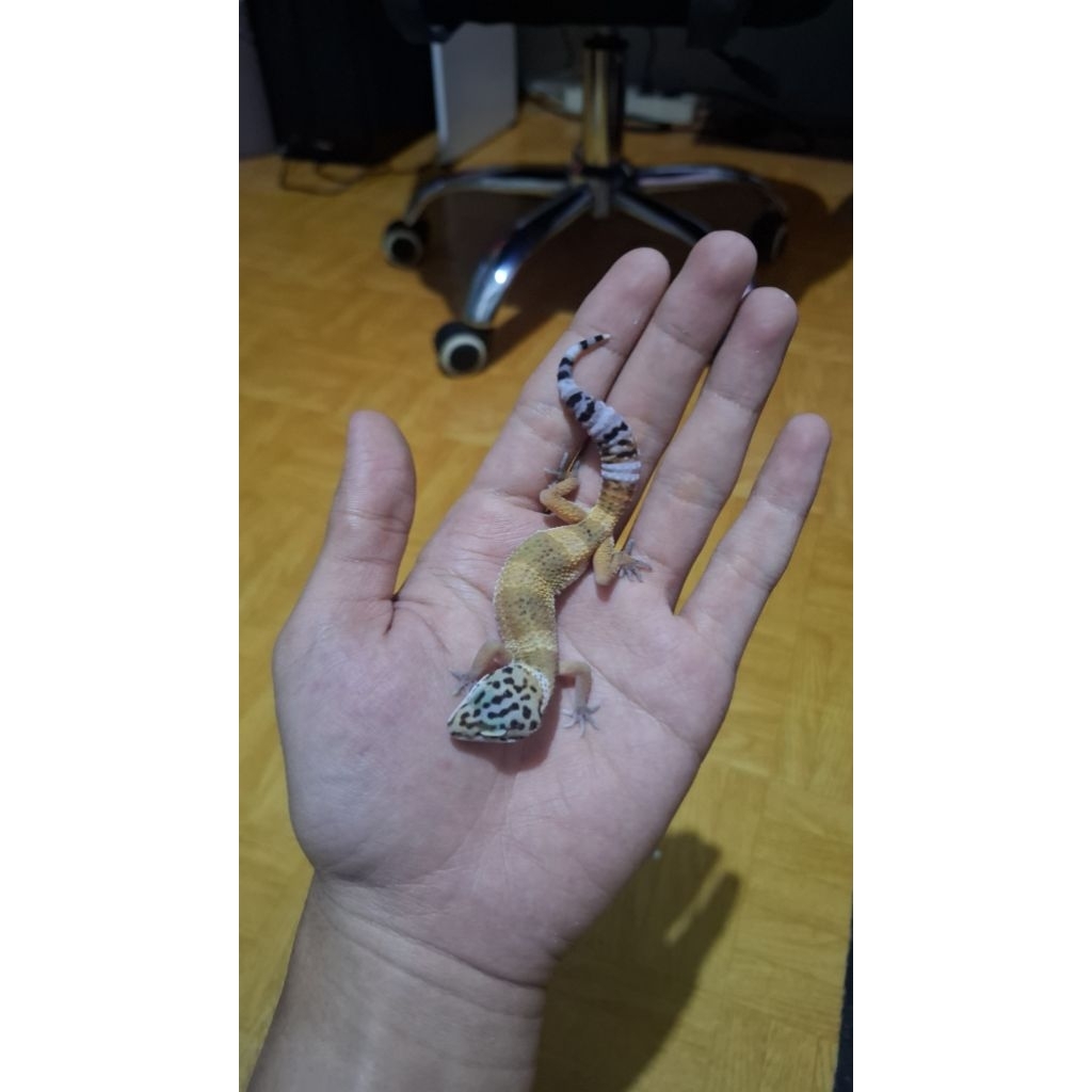 Leopard Gecko Female - Black Night Cross het Tremper - Usia Juve Sehat Lucu Mulus