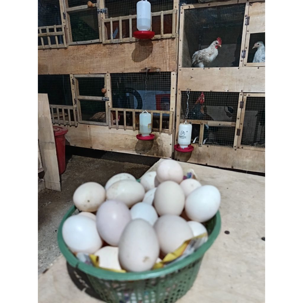 Telur fertil ayam elba