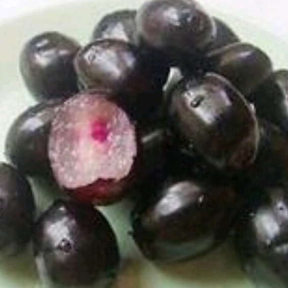 bibit tanaman buah juwet  tanpa biji / jamblang tanpa biji