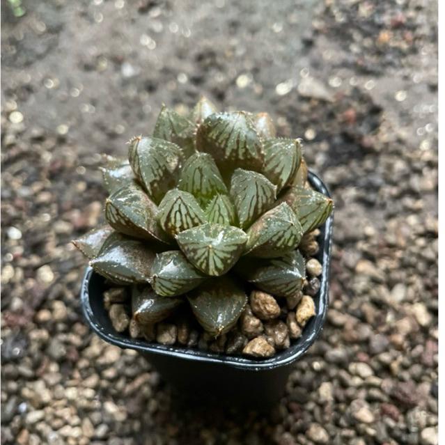Haworthia Red Obtusa