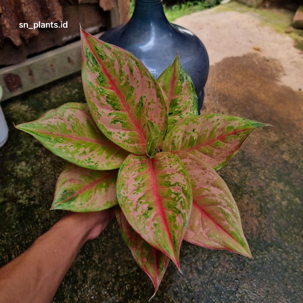 tanaman hias aglonema LOD/Light Of Diamond tanian lokal (seze dewasa)