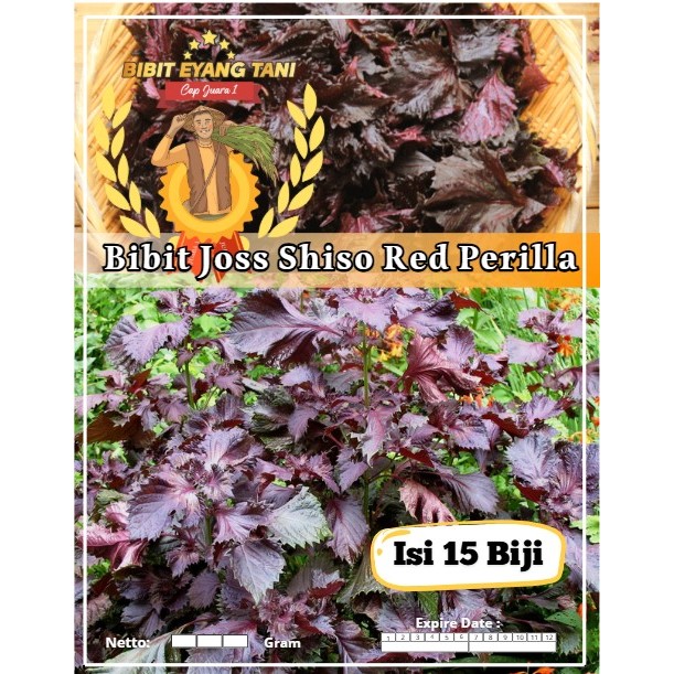 Bibit Joss Shiso Red Perilla | Biji Benih Shiso Perilla Merah | Red Shiso Perilla