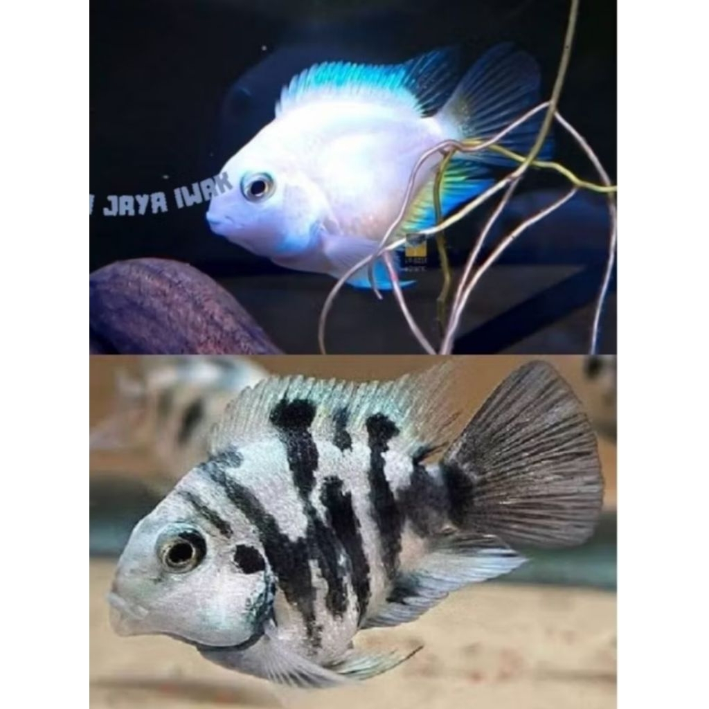 promo Ikan Blue Polar Indukan Sepasang Ukuran remaja vitamin super original ikan hiyas dekorasi Akua