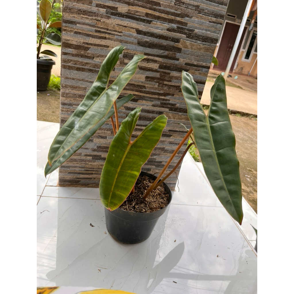 filo kabel busi :bilitae