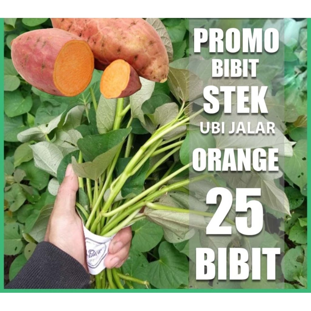 25 batang stek ubi jalar orange