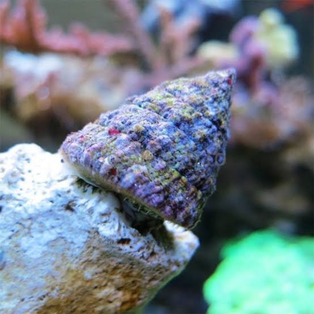 algae Eater keong turbo