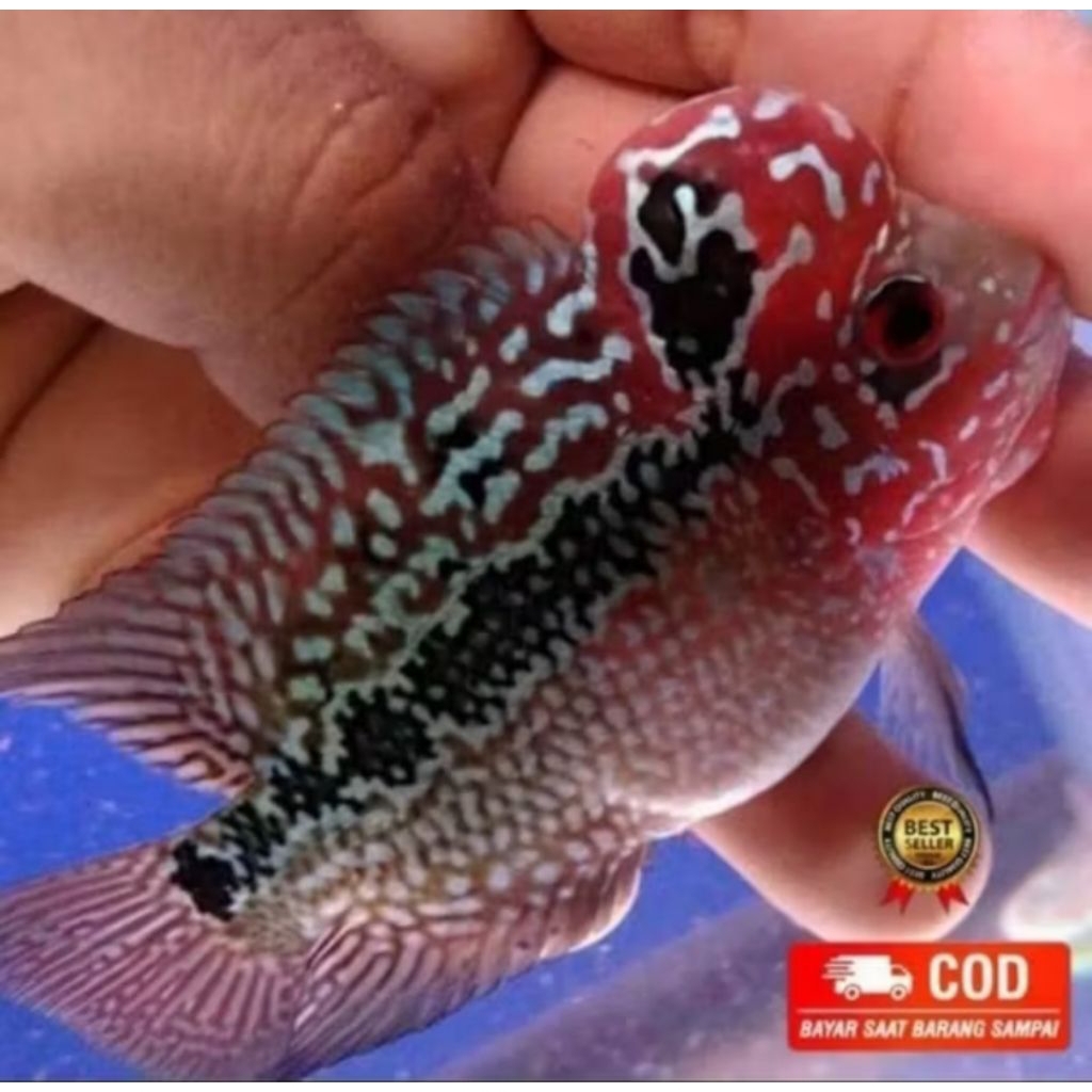 Ikan Louhan SRD/SRM Thailand Jenong Merah Mutiara Ukuran 8.9cm