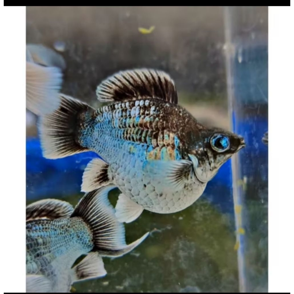 Hiasan Aquarium Molly Blue Electrik Crystal Eye / Mata Biru