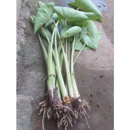 bibit mbote / talas 3 pcs