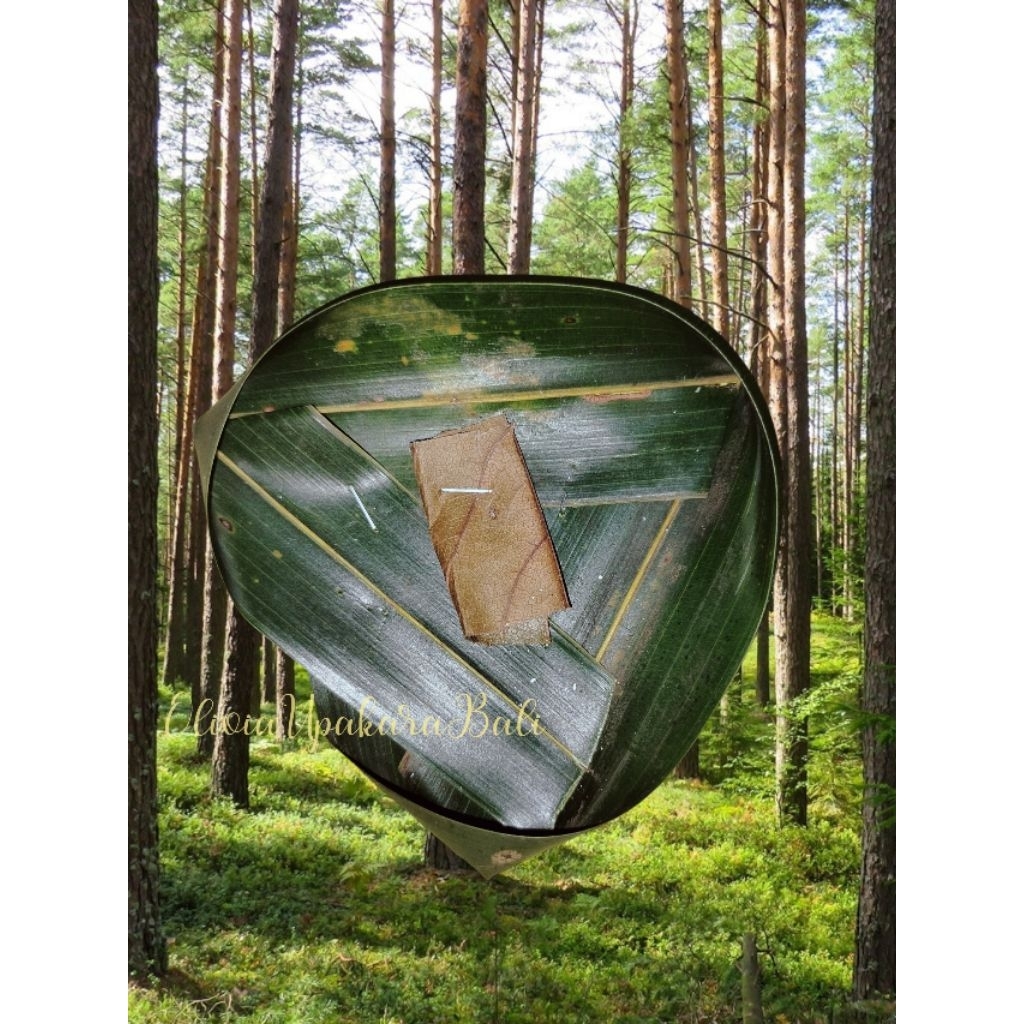 50PCS ITUK ITUK SEGEHAN ALED SEGEHAN