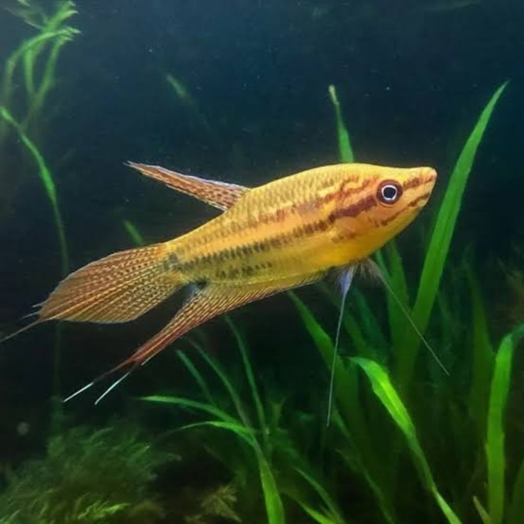 Cupang Alam (Trichopsis Vittata)