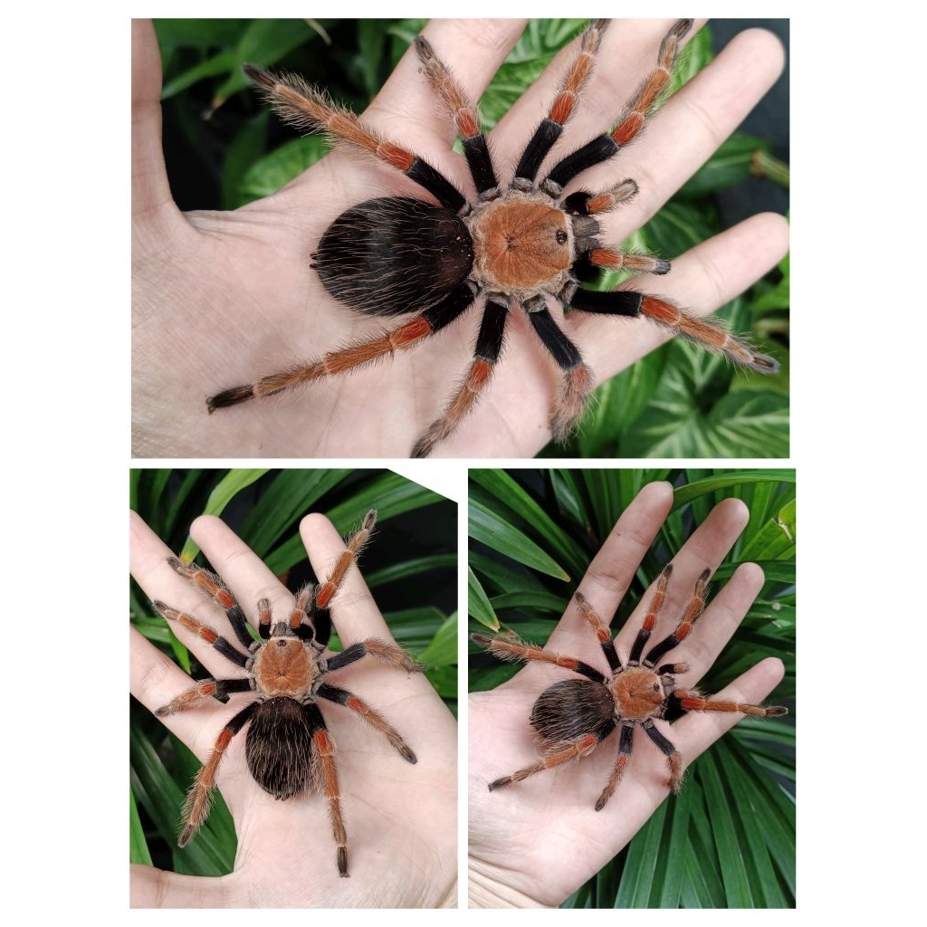 Brachypelma Boehmei (Female)