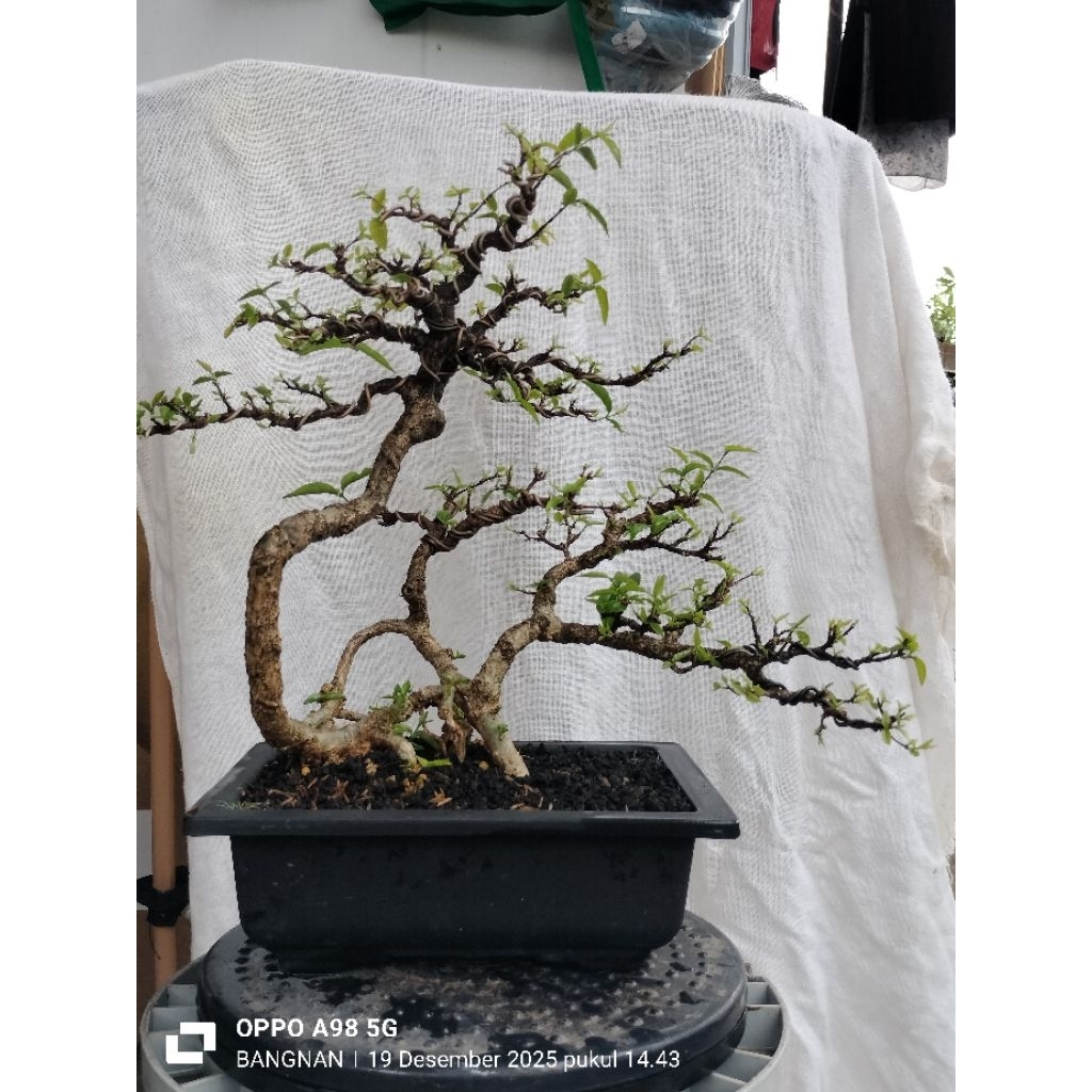 Bonsai anting putri small