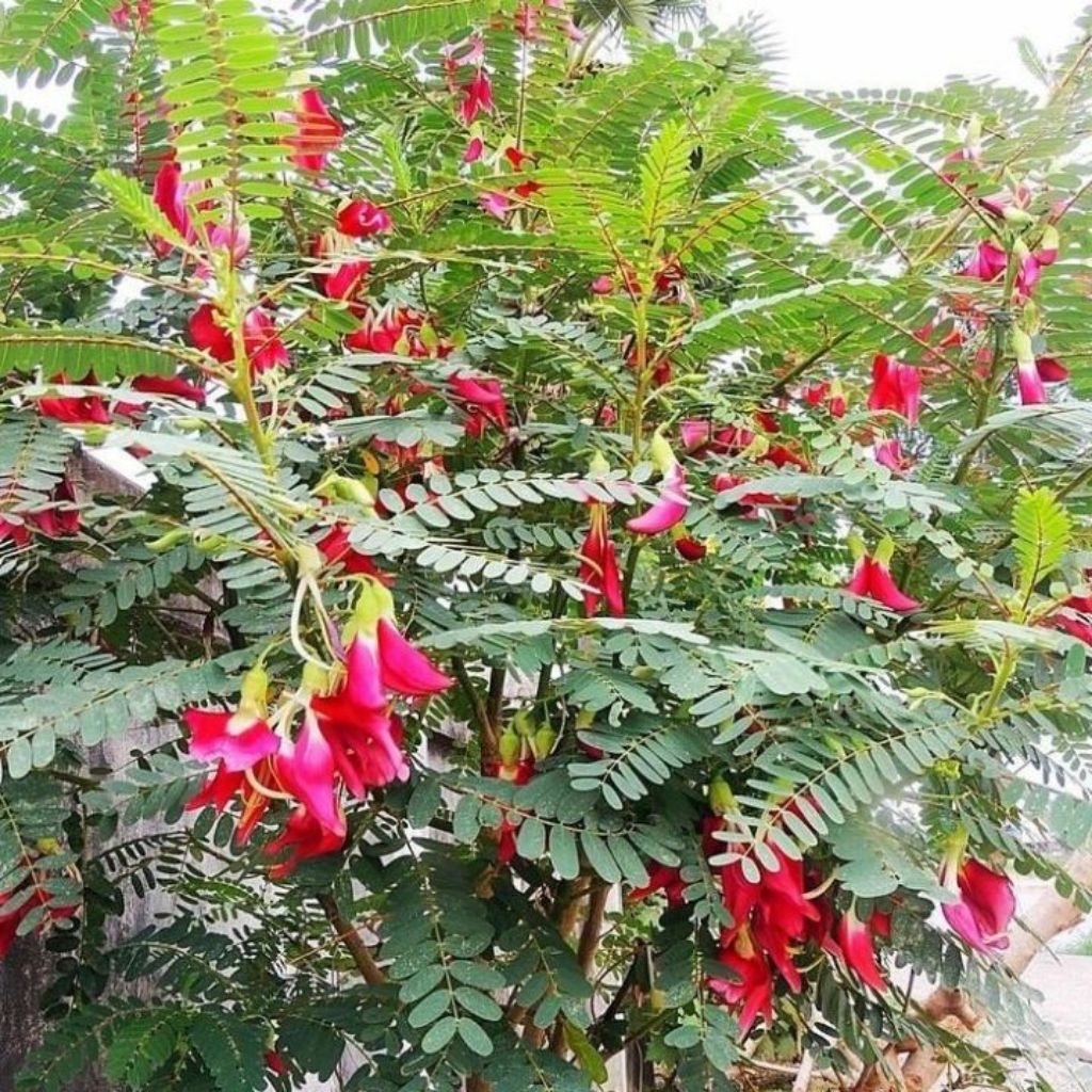 Bibit Tanaman Turi Merah