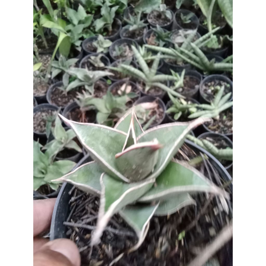 Sansevieria pinguicula