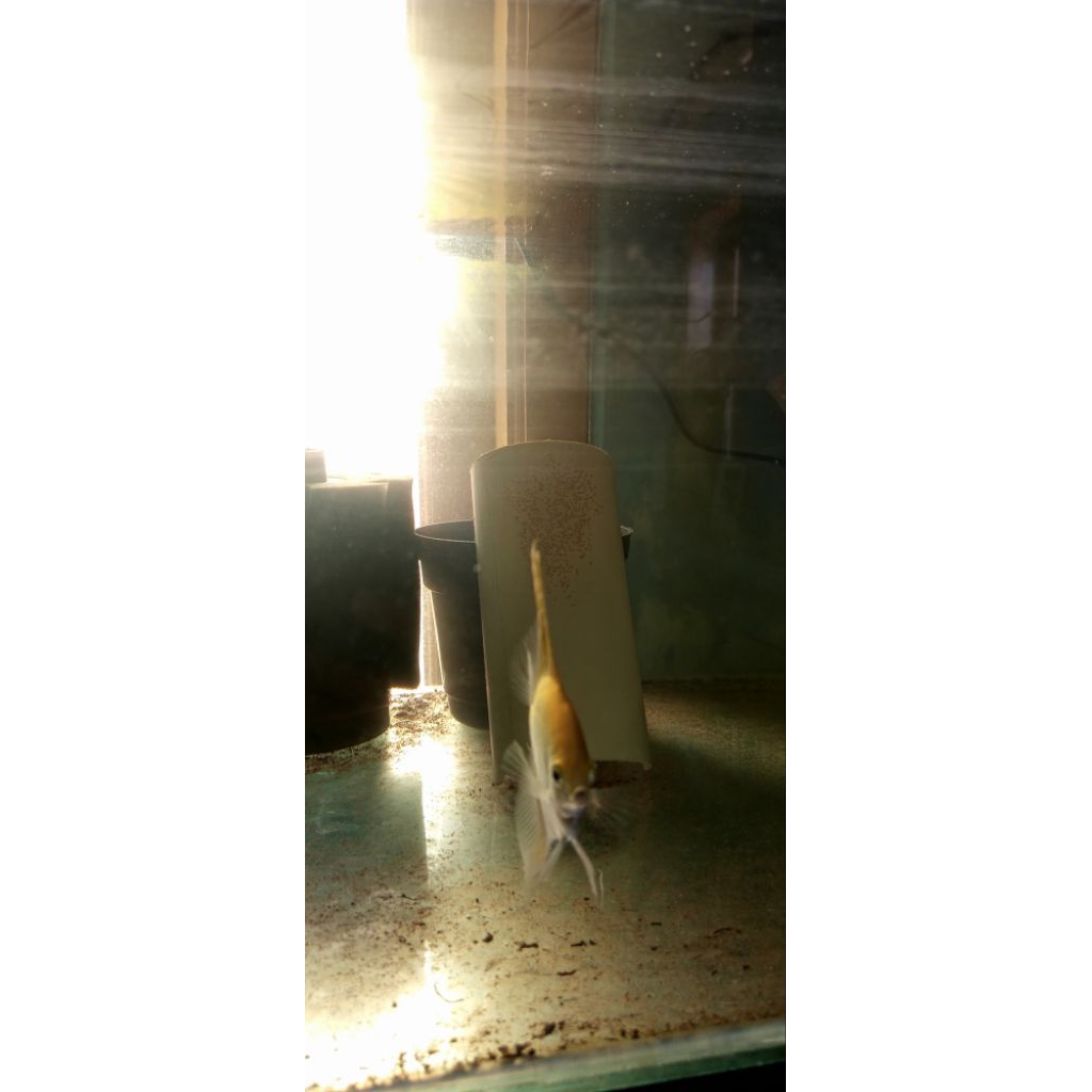 manfish golden proven