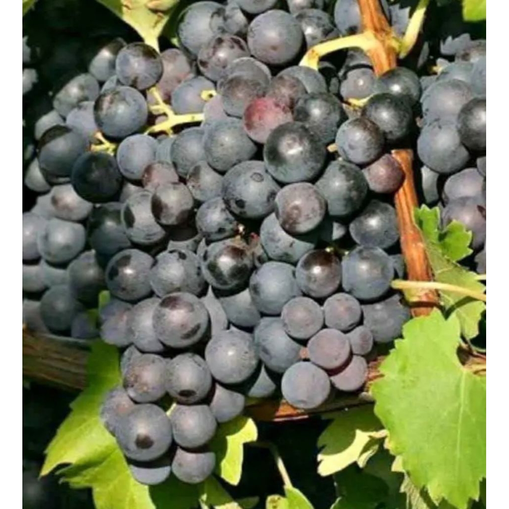 Bibit Anggur Hitam Isabella Siap Tanam Cepat Berbuah