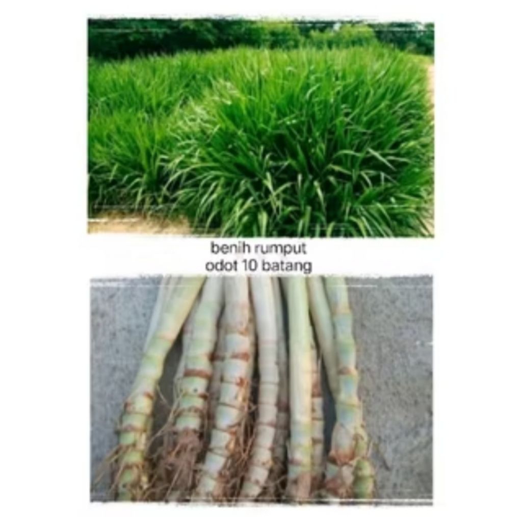 BIBIT RUMPUT ODOT SEGAR SIAP TANAM 10 BIBIT