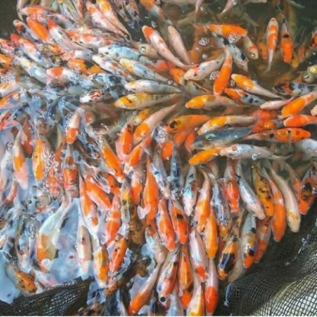 Paket Ikan Koi 10 Ekor - Kohaku, Sanke, Shiro, Showa, Warna Acak