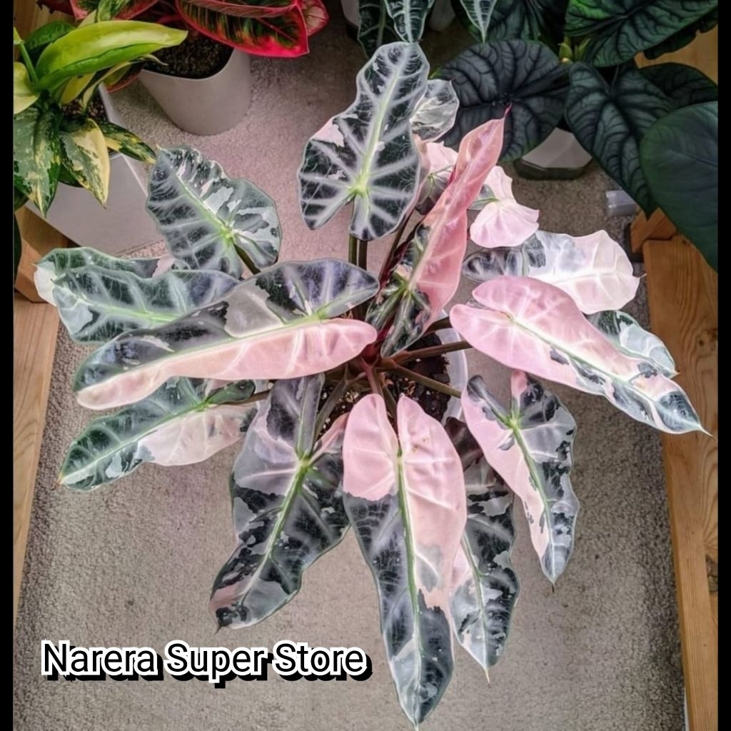 Tanaman Hias Alocasia Bambino Pink Variegata Variegated Varigata Alokasia Real Pict Murah Ekonomis