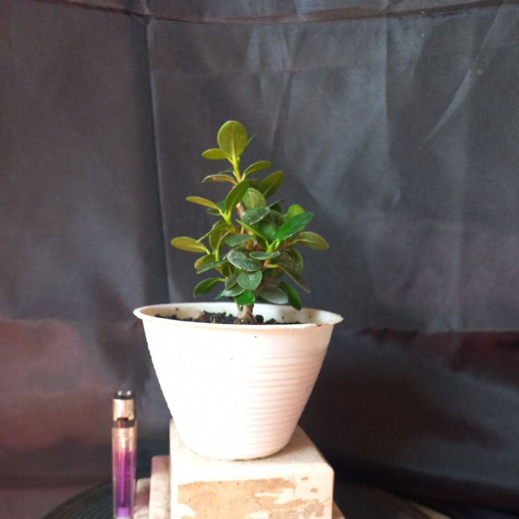 Bibit Bonsai Dolar Mangkok Mikro - Mudah Dirawat, Cocok untuk Sambungan, Tanaman Siap Tanam