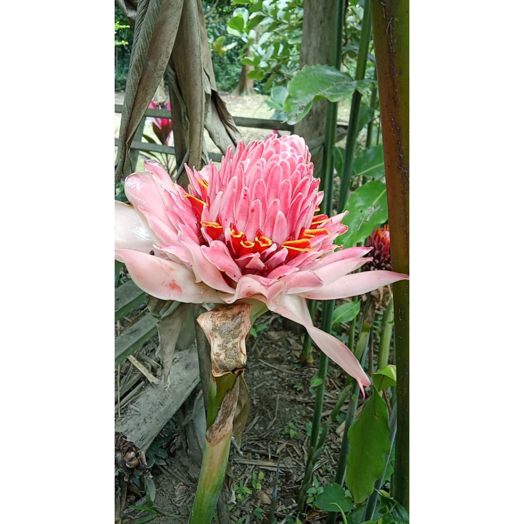 Tanaman kecombrang merah muda