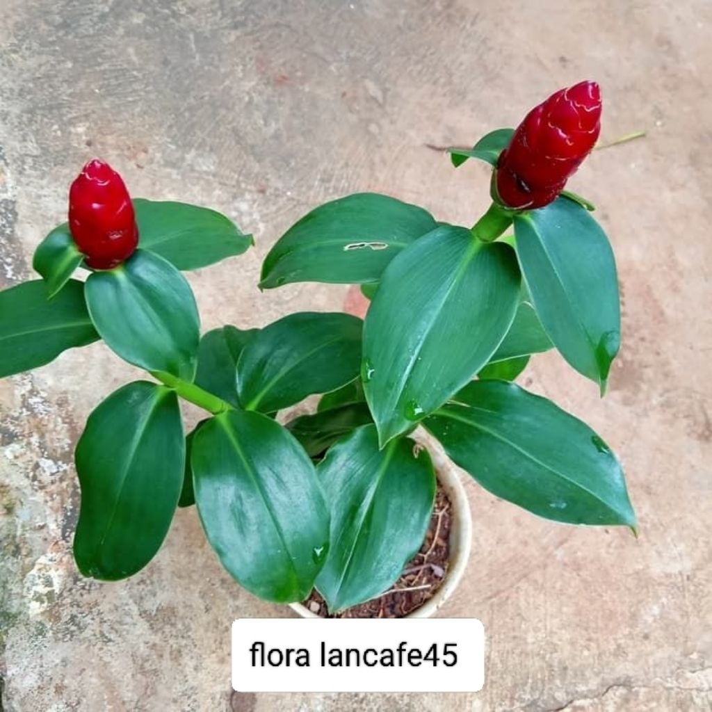 Tanaman hias Pacing Pentol Merah - tanaman hias pacing pentul bunga merah / Pohon Pacing Pentul