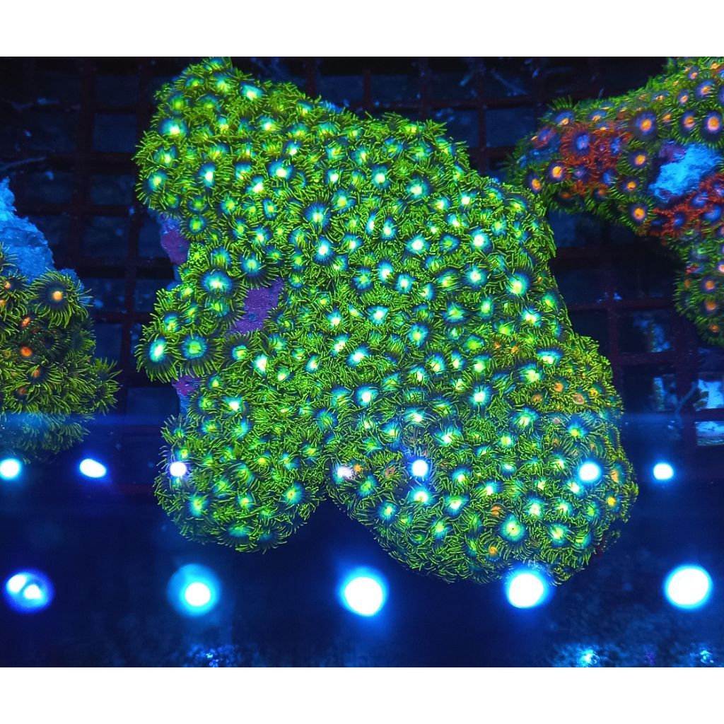 zoa hijau koloni WYSIWYG