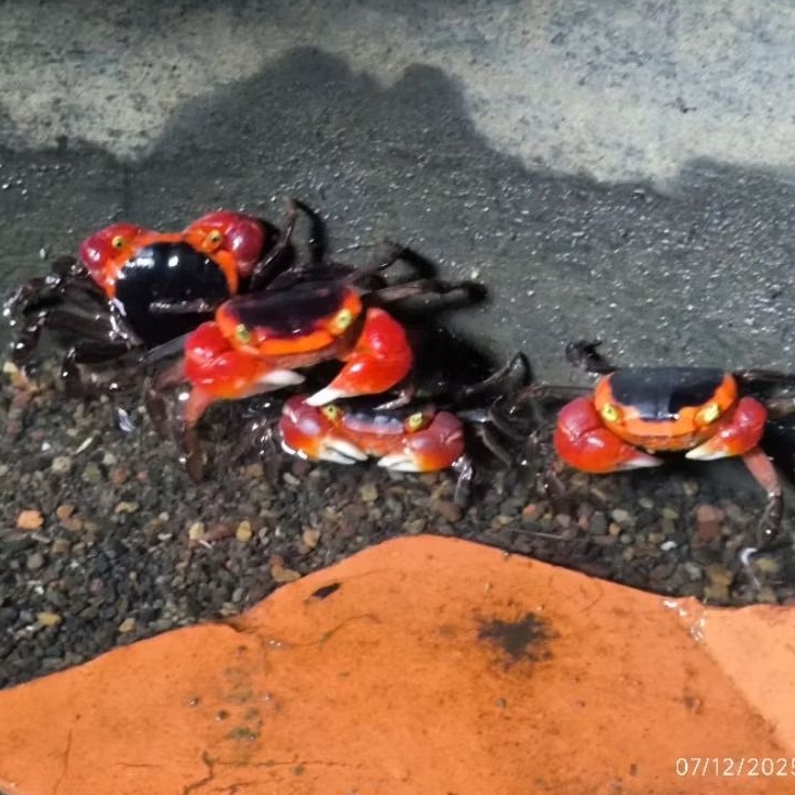 apple crab / kepiting apple / kepiting hias / kepiting darat / kepiting air tawar / apple / kepiting