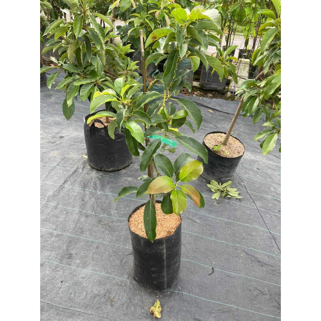 Bibit Alpukat Aligator Tinggi 1 Meter Buah Berbentuk Lonjong Memanjang seperti Buah Pir Besar