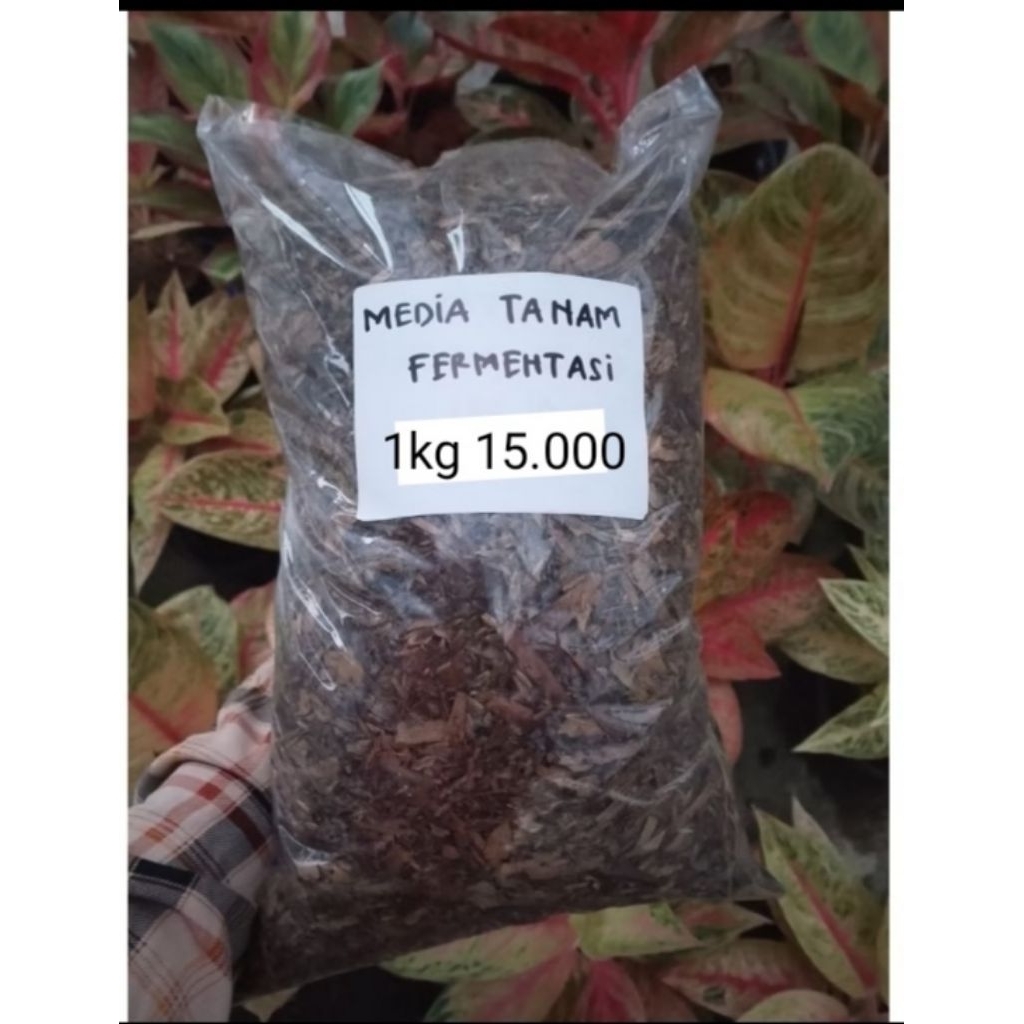 MEDIA TANAM FERMENTASI DAUN BAMBU + FERMENTASI SEKAM+FERMENTASI COCO MBEK