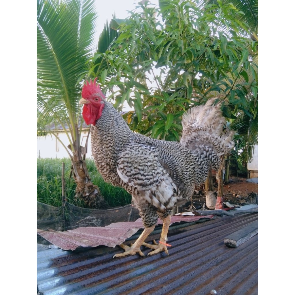 telur tetas ayam Barred Plymouth Rock x kuntara 4