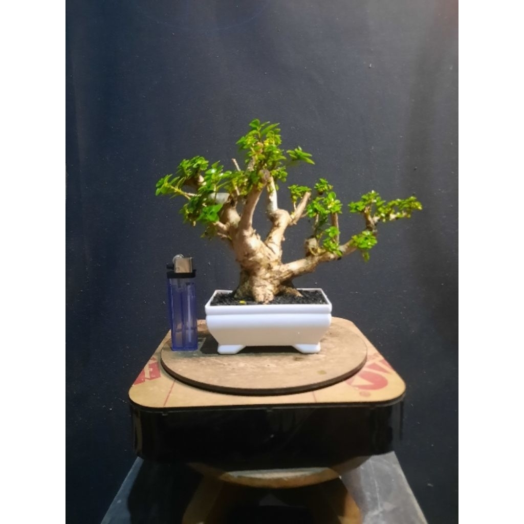 bonsai sancang realpict foto asli pohon