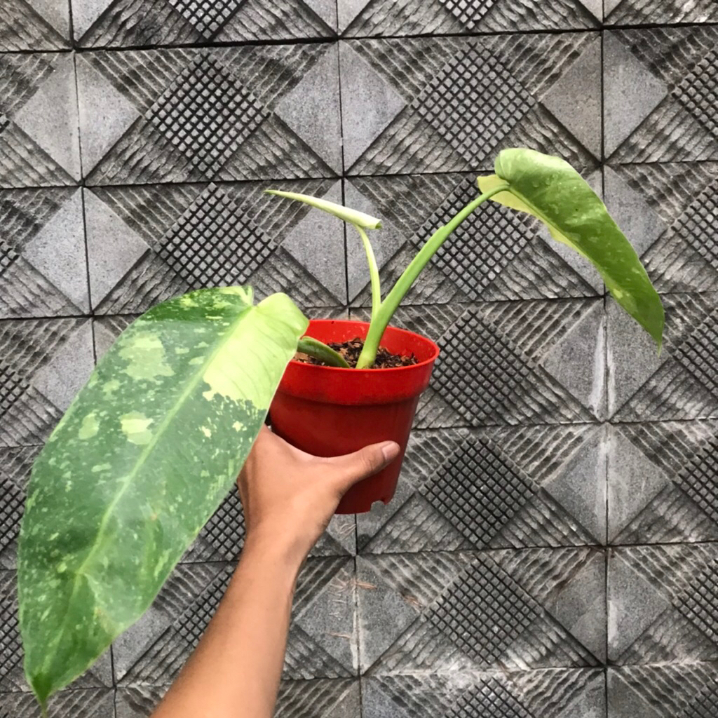 Philodendron Jose Buono