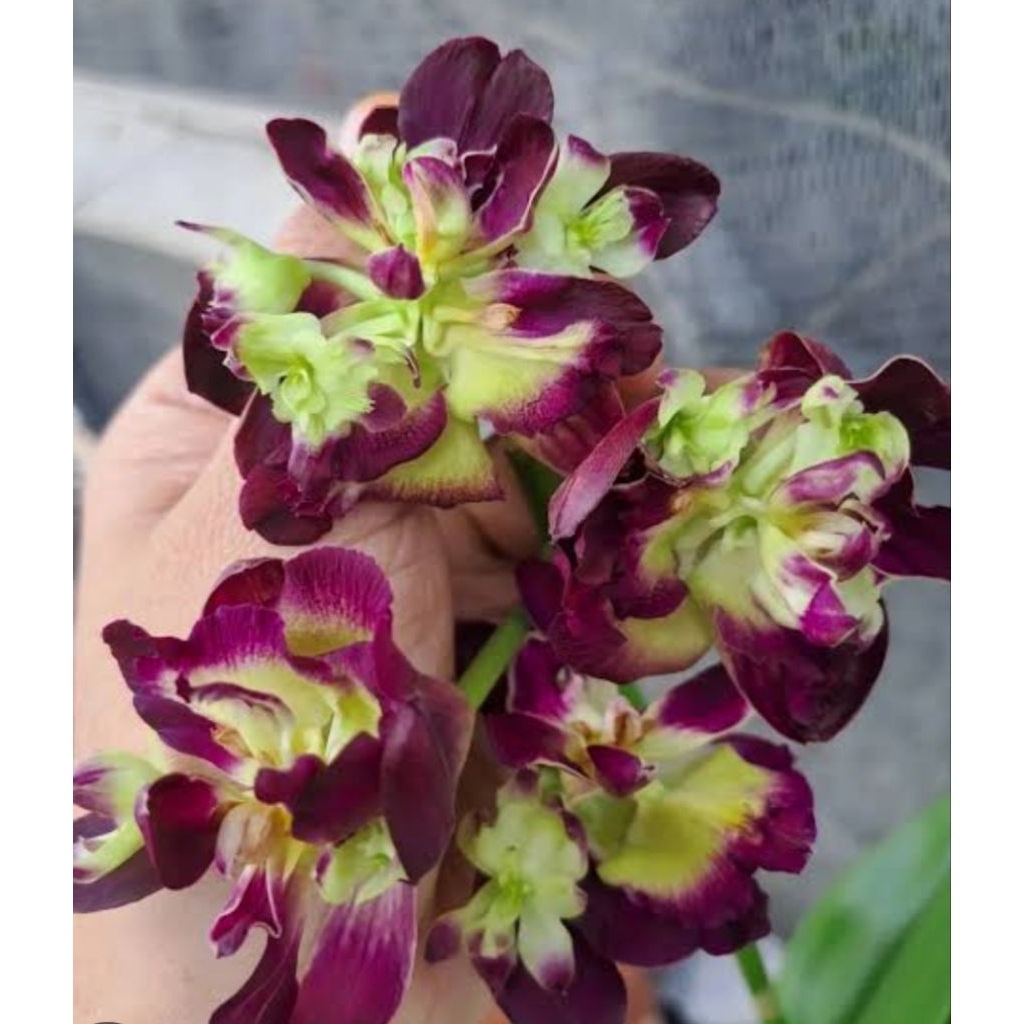 Anggrek Dendrobium Mawar Red