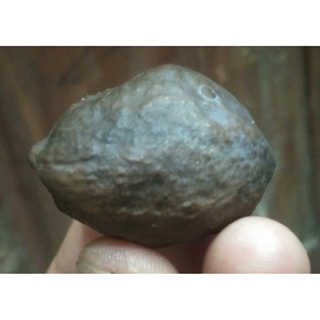 Muncang Adu MD Ori Indung