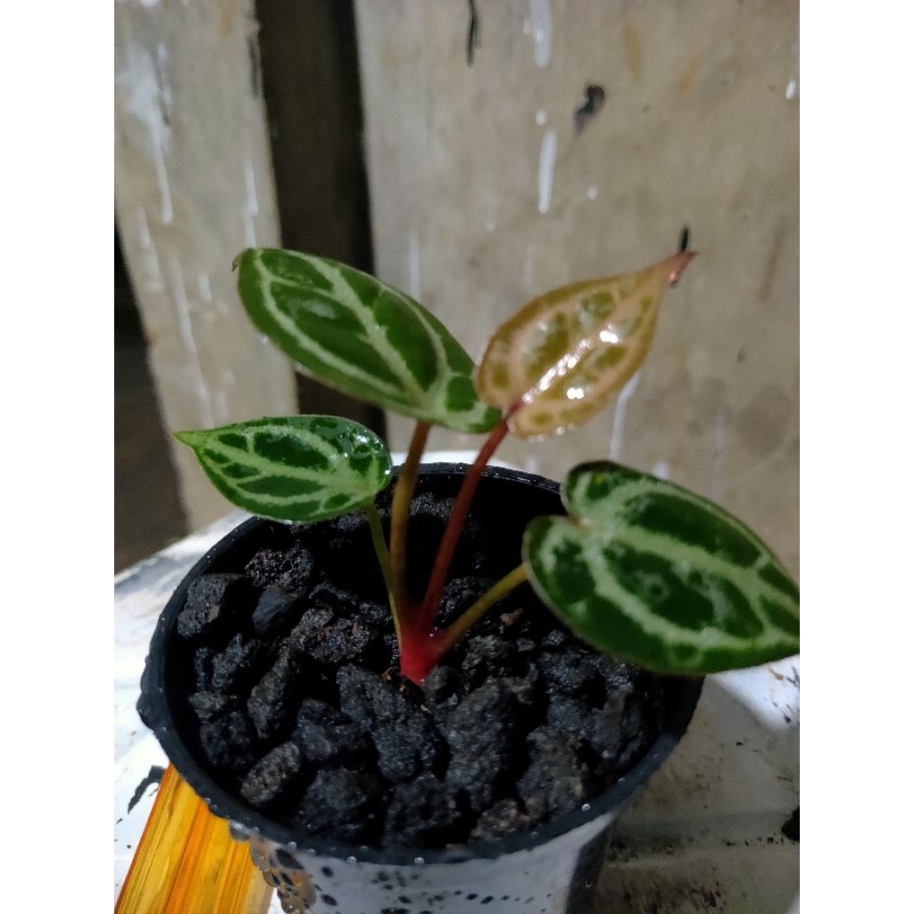 anthurium kuping gajah red tiger real pict (anakan)
