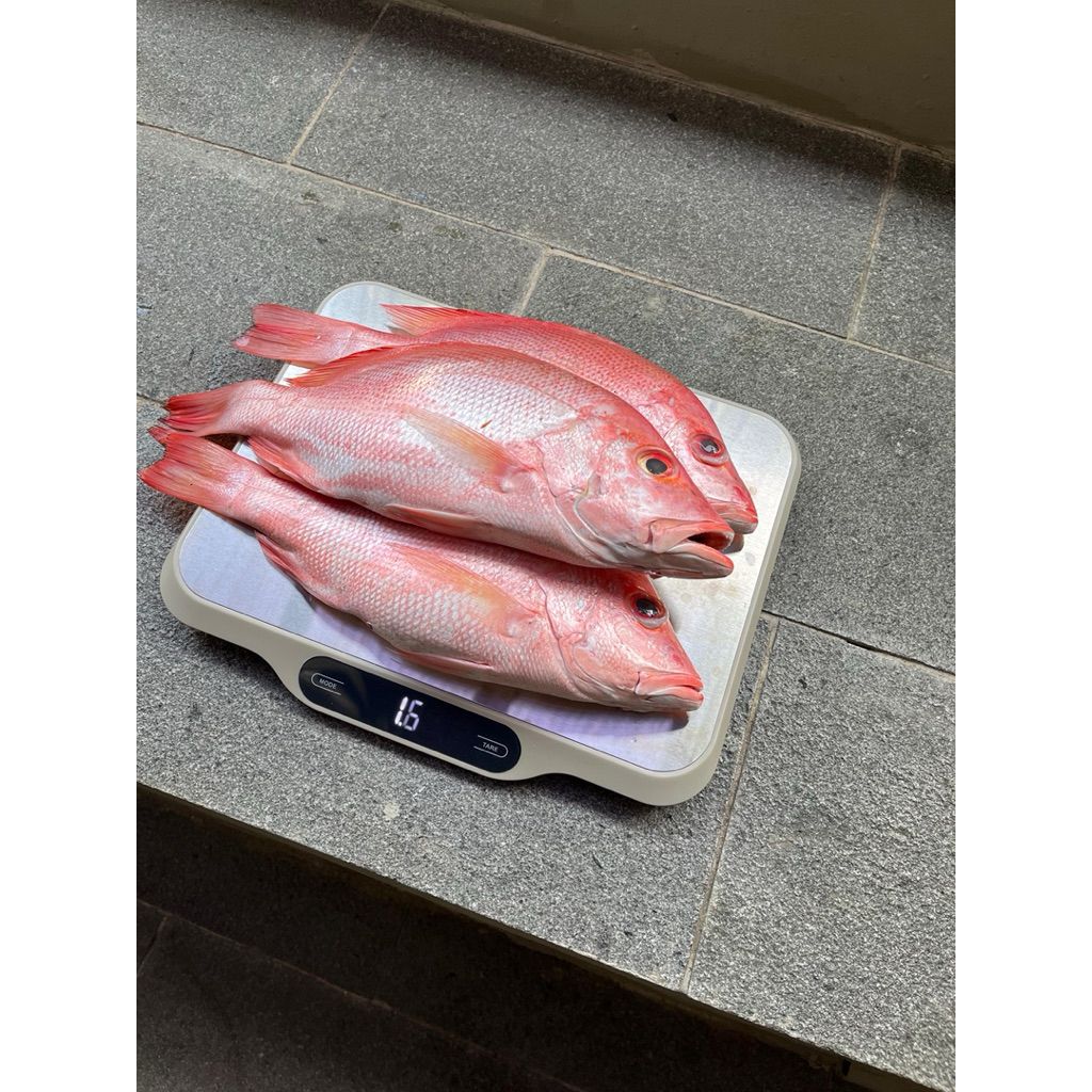 Ikan Kakap Merah Segar